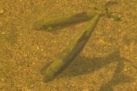 Squalius cephalus