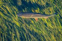 Squalius cephalus