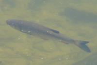 Squalius cephalus