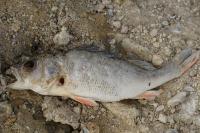 Perca fluviatilis