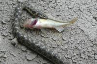 Gymnocephalus cernua