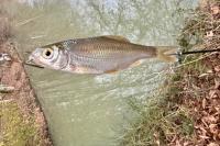 Rutilus rutilus