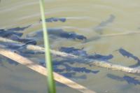 Ameiurus melas
