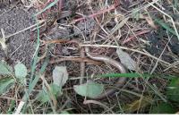 Anguis fragilis