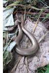 Anguis fragilis