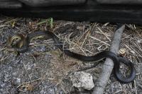 Zamenis longissimus