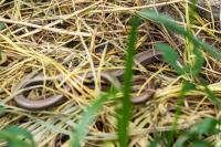 Anguis fragilis