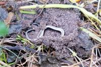 Anguis fragilis