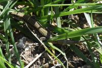 Podarcis muralis