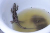 Podarcis muralis