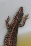 Podarcis muralis
