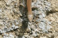 Podarcis muralis