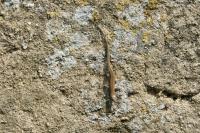 Podarcis muralis