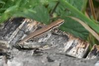 Podarcis muralis