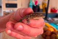 Tarentola mauritanica