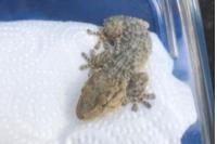 Tarentola mauritanica