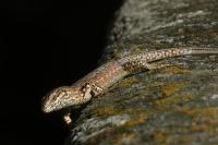 Podarcis muralis