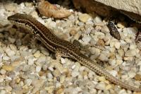 Podarcis muralis