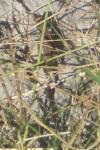 Lacerta bilineata