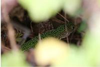 Lacerta bilineata