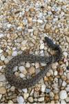 Vipera aspis