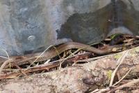 Zamenis longissimus