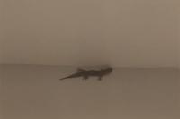 Tarentola mauritanica