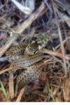 Zamenis longissimus