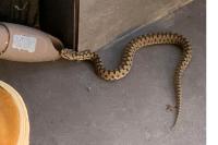 Vipera aspis