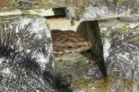 Podarcis muralis