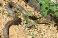Hierophis viridiflavus
