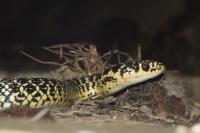 Hierophis viridiflavus