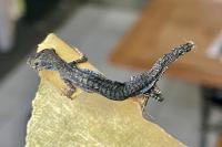 Podarcis muralis
