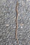 Anguis fragilis