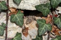 Podarcis muralis