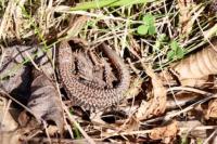 Podarcis muralis
