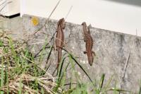 Podarcis muralis