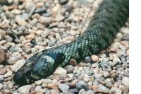Natrix helvetica