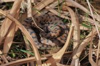 Vipera aspis