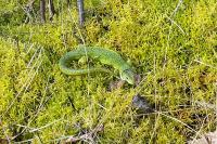 Lacerta bilineata