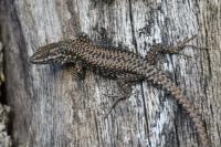 Podarcis muralis