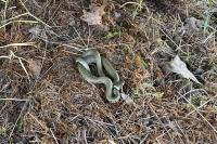 Natrix helvetica