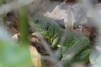 Lacerta bilineata