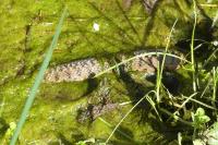 Vipera aspis