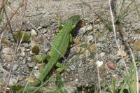 Lacerta bilineata