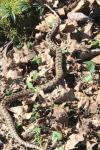 Vipera aspis
