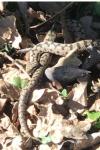 Vipera aspis
