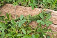 Lacerta bilineata