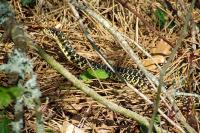 Hierophis viridiflavus