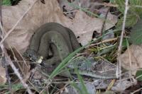 Natrix helvetica